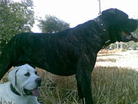 big cane corso italian mastiff